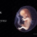 human-embryo-মানব-দেহ